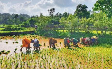 India-US trade deal protects India's agriculture. Representational Image